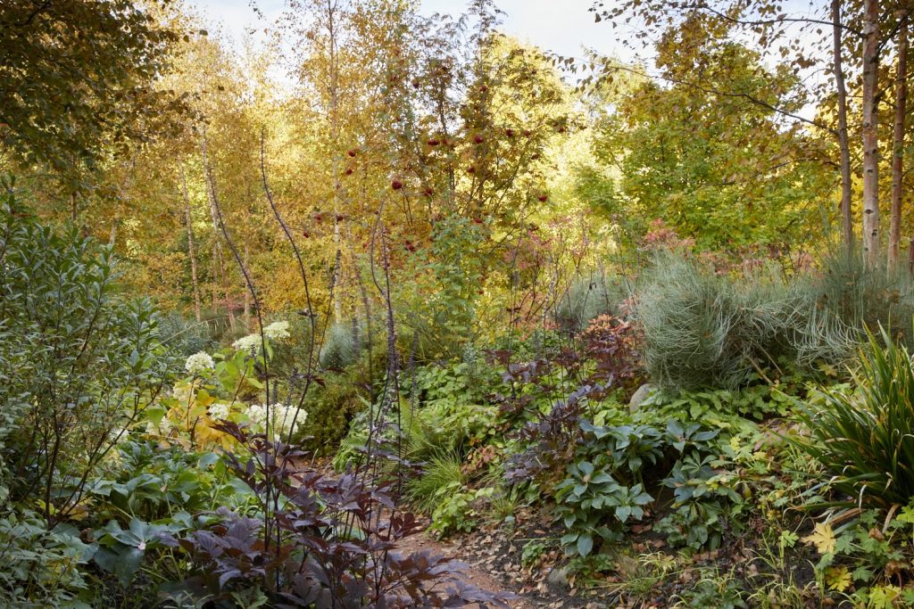 Native plants in the Fife Arms garden
