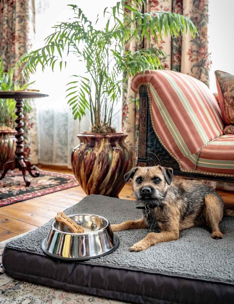 A dog in a Royal Suite with a dog bowl and biscuit