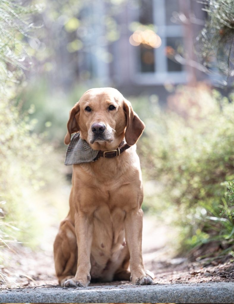 Hotel dog in the fife arms garden with bandana around her neck