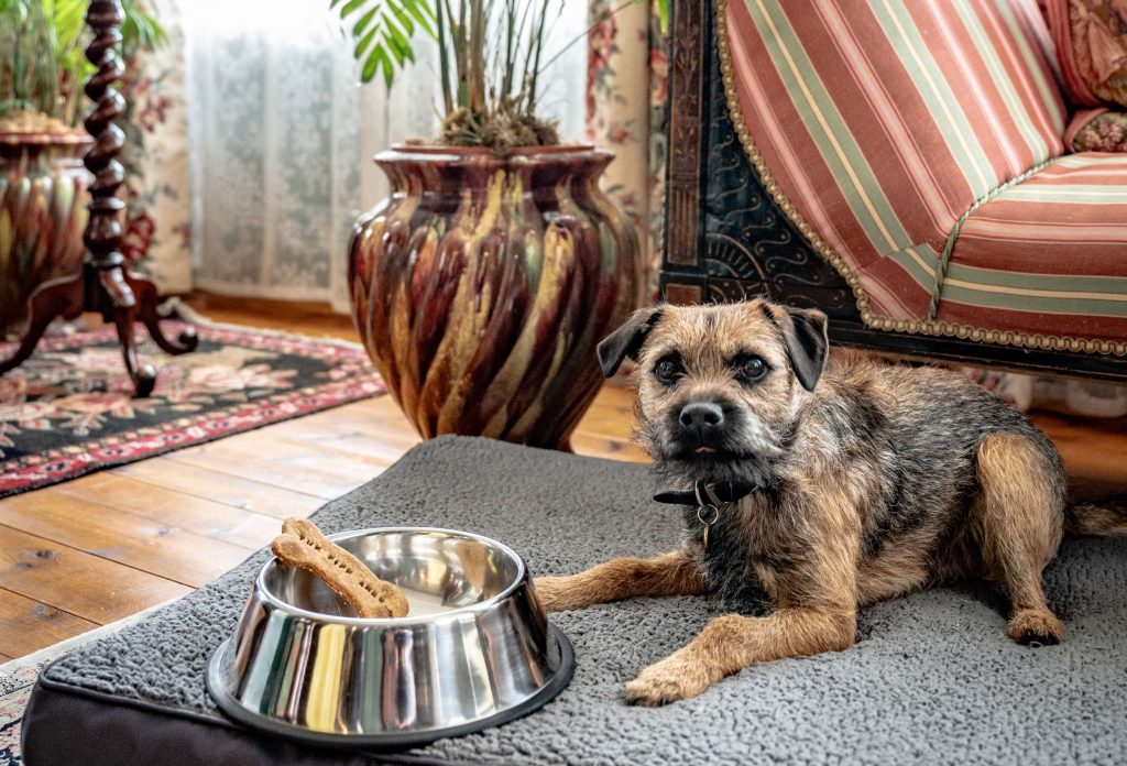 A terrier dog sat on a grey dog bed with a dog bowl in front of it which has a dog bone in.